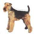 Airedale Terrier