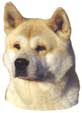 Akita Inu-Kopf