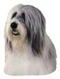 Bearded Collie