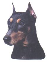 Pinscher-Kopf