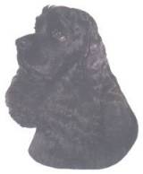 American Cocker Spaniel-Kopf, schwarz