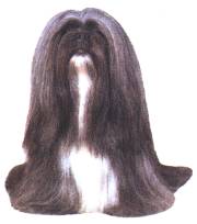 Lhasa Apso, grau-wei