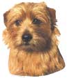 Norfolkterrier-Kopf