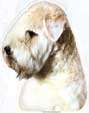 Soft Coated Wheaten Terrier-Kopf