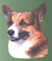 Welsh Corgi-Kopf