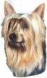 Silky Terrier-Kopf