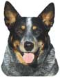 Australian Cattle Dog Kopf