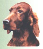 Irish Setter-Kopf