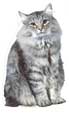Norwegische Waldkatze, sitzend