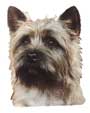 Cairn-Terrier-Kopf, beige