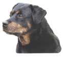 Rottweiler, Maul geschlossen