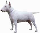 Bullterrier, wei