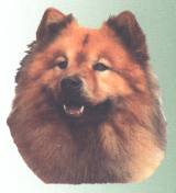 Eurasier-Kopf