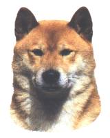 Shiba Inu-Kopf