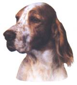 English Setter-Kopf