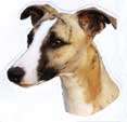 Whippet-Kopf