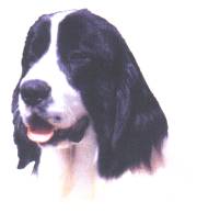 Landseer-Kopf