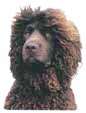 Irish Waterspaniel