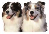 Australian Shepherd Paar