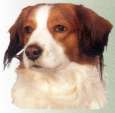 Kooikerhondje