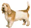 Petit Basset Griffon Venden