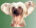 Chinese Crested Kopf