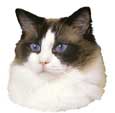 Ragdoll Katze