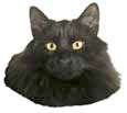 Nor. Waldkatze, Kopf, schwarz
