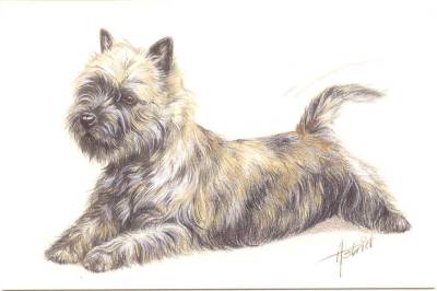 Briefkarte Cairn Terrier, liegend