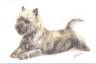 Grukarte "Cairn Terrier, liegend"