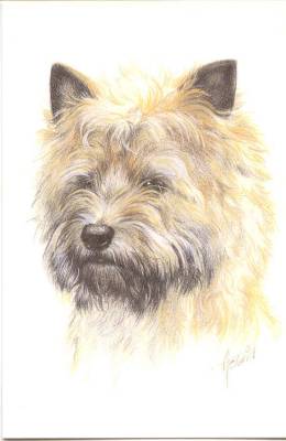 Grukarte "Cairn Terrier-Kopf"