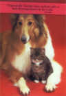 Grukarte Collie mit Katze inkl. Kuvert