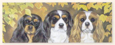 Cavalier King Charles Spaniel-Motiv Kaffeebecher