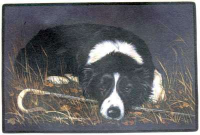 Border Collie Fumatte