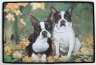 boston-terrier-matte96.jpg (3421 Byte)