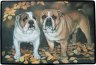 Englische Bulldogge Fumatte