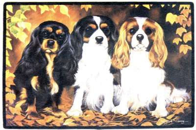 Cavalier King Charles Spaniel Fumatte