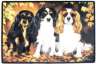 Cavalier King Charles Spaniel-Fumatte