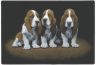 Basset Hounds-Fumatte