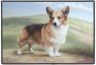 Welsh Corgi Fumatte