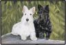 Scottish Terrier-Fumatte