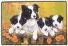 Border Colliefamilie-Fumatte