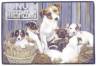 Jack Russell Terrierfamilie-Fumatte