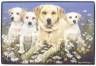 Labrador Retriever (hell)-Familie Fumatte