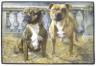 Staffordshire Bullterrier-Fumatte