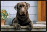 labrador-matte96.jpg (3088 Byte)