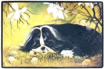 Shih Tzu Fumatte