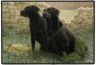 Zwei schwarze Labrador Retriever-Fumatte