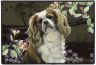 Cavalier King Charles Spaniel Fumatte