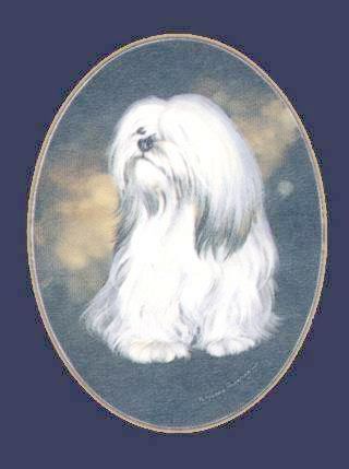 Lhasa Apso-Farbdruck